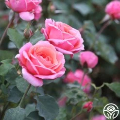 Fragrant Hour 17 Fragrant Hour -Healthy Plant Shop Fragrant Hour 14