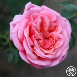 Fragrant Hour 12 Fragrant Hour -Healthy Plant Shop Fragrant Hour 19