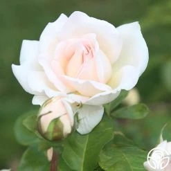 Francis Meilland® 24 Francis Meilland® -Healthy Plant Shop Francis Meiland 13