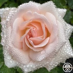 Francis Meilland® 25 Francis Meilland® -Healthy Plant Shop Francis Meilland 24