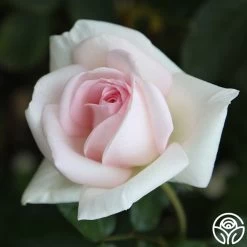 Francis Meilland® 26 Francis Meilland® -Healthy Plant Shop Francis Meilland 34