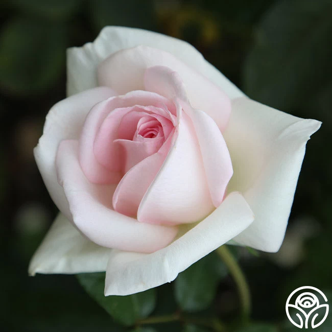 Francis Meilland® 13 Francis Meilland® - Image 11