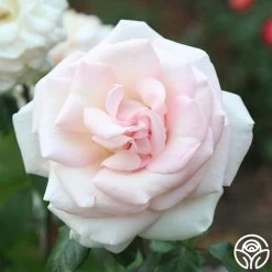 Francis Meilland® 23 Francis Meilland® -Healthy Plant Shop Francis Meilland 023