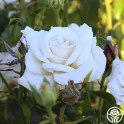 Full Sail 25 Full Sail -Healthy Plant Shop Full Sail 11