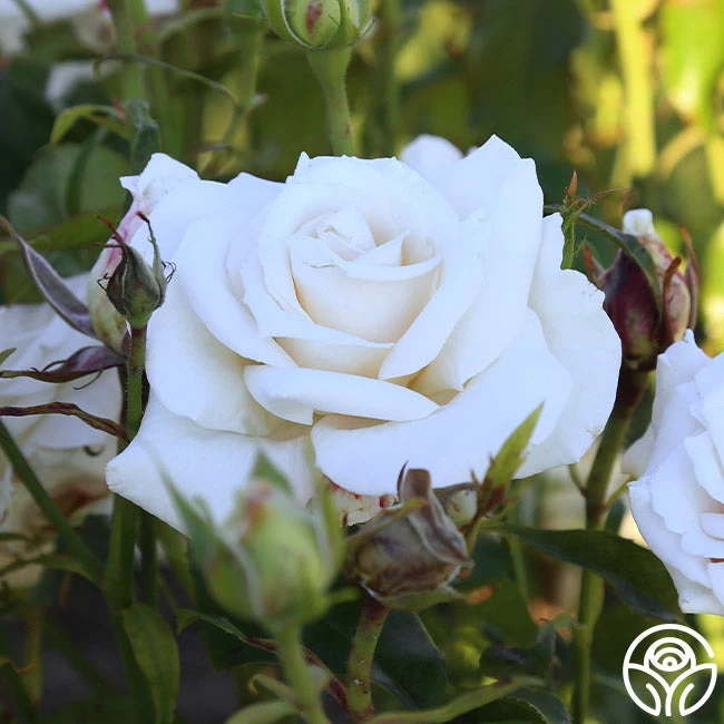 Full Sail 14 Full Sail - Image 12