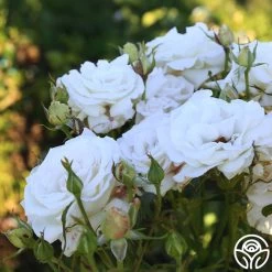 Full Sail 20 Full Sail -Healthy Plant Shop Full Sail 12