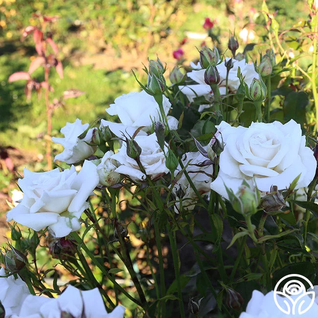 Full Sail 12 Full Sail - Image 10