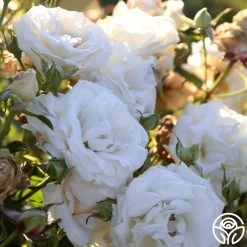 Full Sail 22 Full Sail -Healthy Plant Shop Full Sail 14