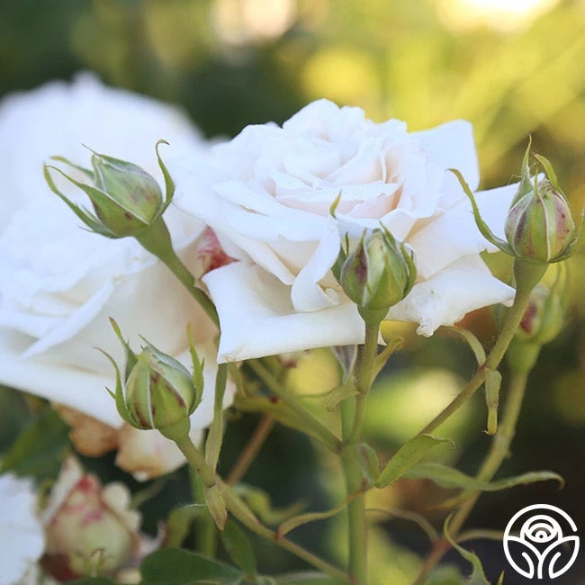 Full Sail 6 Full Sail - Image 4