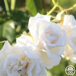 Full Sail 19 Full Sail -Healthy Plant Shop Full Sail 18