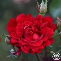 Eleganza® Heart Song™ 12 Eleganza® Heart Song™ -Healthy Plant Shop Heart Song 11