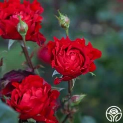 Eleganza® Heart Song™ 14 Eleganza® Heart Song™ -Healthy Plant Shop Heart Song 12