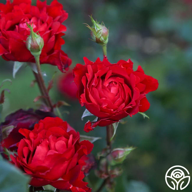 Eleganza® Heart Song™ 8 Eleganza® Heart Song™ - Image 6