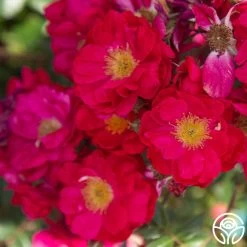 Henry Kelsey 15 Henry Kelsey -Healthy Plant Shop Henry Kelsey 14