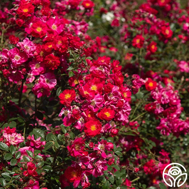 Henry Kelsey 6 Henry Kelsey - Image 4