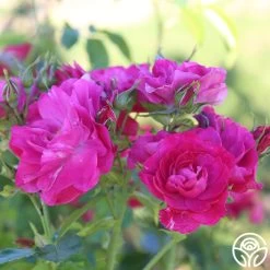 John Cabot 9 John Cabot -Healthy Plant Shop John Cabot 22