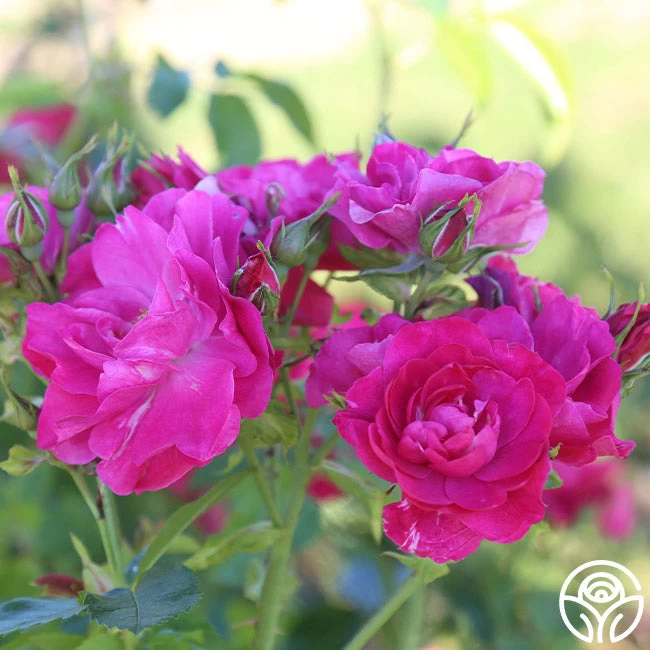 John Cabot 6 John Cabot - Image 4