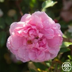 John Davis 18 John Davis -Healthy Plant Shop John Davis 23