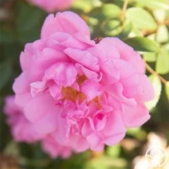 John Davis 13 John Davis -Healthy Plant Shop John Davis 26