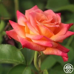 Joseph's Coat -Healthy Plant Shop Joseph s Coat 11