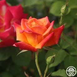 Joseph's Coat -Healthy Plant Shop Joseph s Coat 12