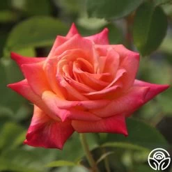 Joseph's Coat -Healthy Plant Shop Joseph s Coat 13