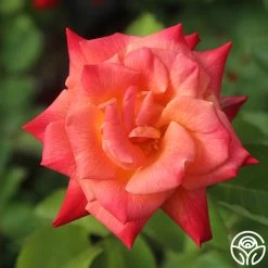 Joseph's Coat -Healthy Plant Shop Joseph s Coat 15