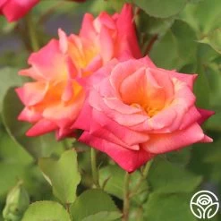 Joseph's Coat -Healthy Plant Shop Joseph s Coat 16