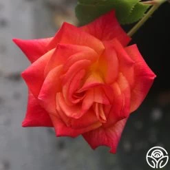 Joseph's Coat -Healthy Plant Shop Joseph s Coat 19