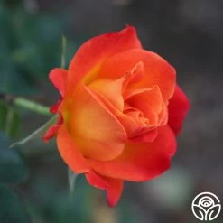 Joseph's Coat -Healthy Plant Shop Joseph s Coat 22