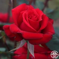 Kardinal™ 21 Kardinal™ -Healthy Plant Shop Kardinal 15