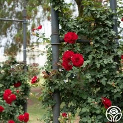 Lady In Red™ -Healthy Plant Shop Lady In Red 02