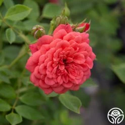 Lady Penelope 11 Lady Penelope -Healthy Plant Shop Lady Penelope 14