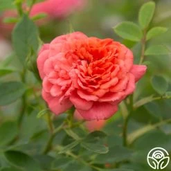 Lady Penelope 15 Lady Penelope -Healthy Plant Shop Lady Penelope 17