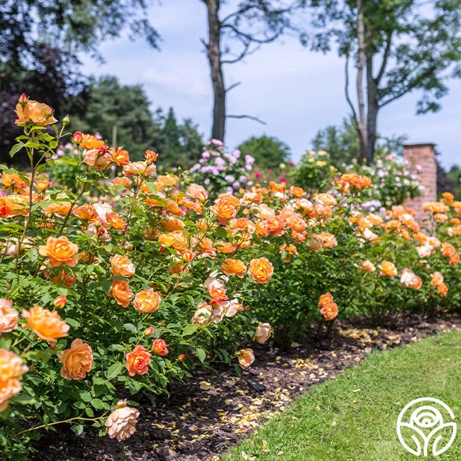 Lady Of Shalott 14 Lady Of Shalott - Image 12