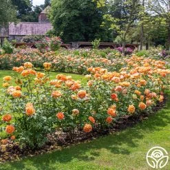 Lady Of Shalott 20 Lady Of Shalott -Healthy Plant Shop Lady of Shalott 016