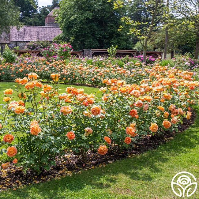 Lady Of Shalott 9 Lady Of Shalott - Image 7