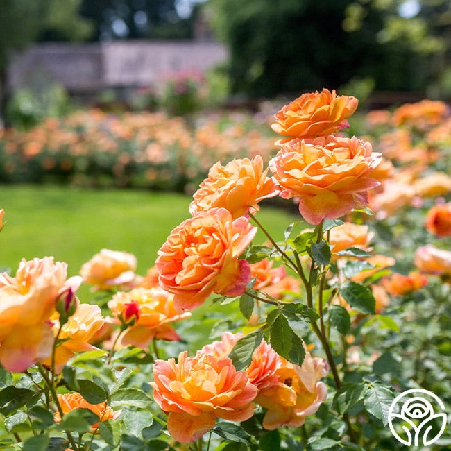 Lady Of Shalott 13 Lady Of Shalott - Image 11