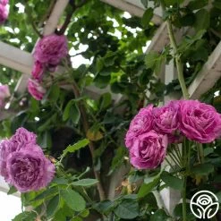 CL Lavender Crush™ 11 CL Lavender Crush™ -Healthy Plant Shop Lavender Crush 2