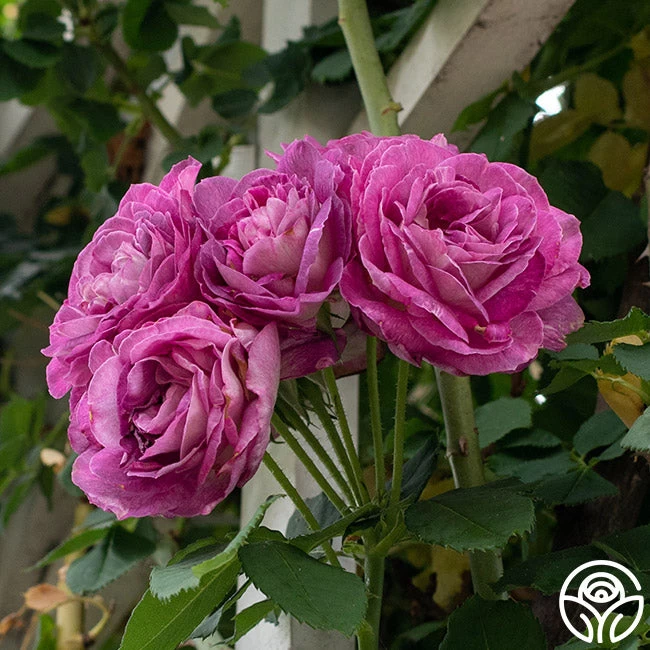 CL Lavender Crush™ 4 CL Lavender Crush™ - Image 2