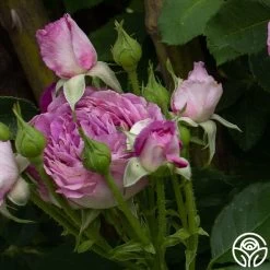 CL Lavender Crush™ 13 CL Lavender Crush™ -Healthy Plant Shop Lavender Crush 6