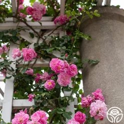 Lavender Lassie 17 Lavender Lassie -Healthy Plant Shop Lavender Lassie 04