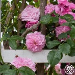 Lavender Lassie 21 Lavender Lassie -Healthy Plant Shop Lavender Lassie 05