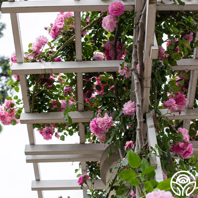 Lavender Lassie 11 Lavender Lassie - Image 9