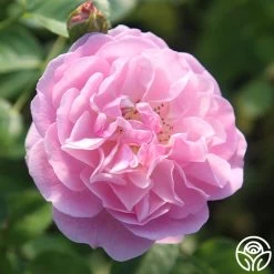 Lavender Lassie 27 Lavender Lassie -Healthy Plant Shop Lavender Lassie 08