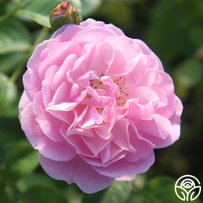 Lavender Lassie 15 Lavender Lassie - Image 13