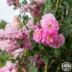 Lavender Lassie 18 Lavender Lassie -Healthy Plant Shop Lavender Lassie 03