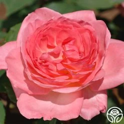 Liv Tyler™ -Healthy Plant Shop Live Tyler 04