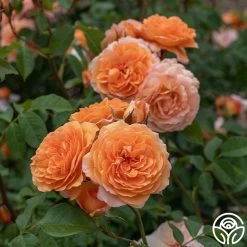 Louise Clements™ -Healthy Plant Shop Louise Clements 0125