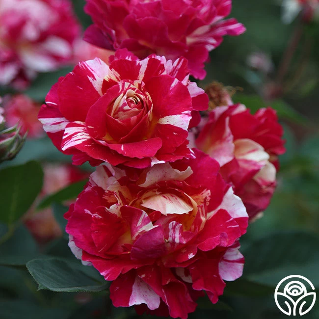 Maurice Utrillo® 7 Maurice Utrillo® - Image 5